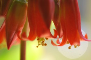 campanule