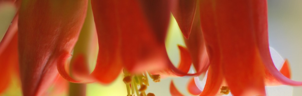 campanule