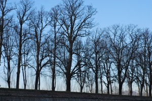 tree